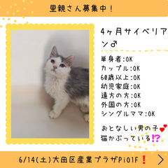 里親募集中！生後4ヵ月サイベリアン♂(⋈◍＞◡＜◍)。✧♡
