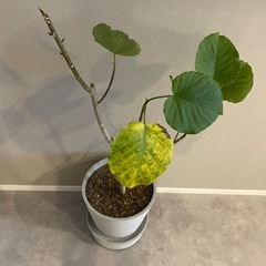 ウンベラータ