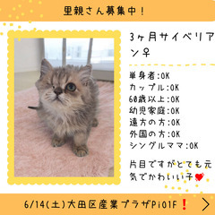 里親募集中！生後3ヵ月サイベリアン♀(⋈◍＞◡＜◍)。✧♡