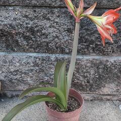 お取引先決まりました【お値下げ】大きな花の赤いアマリリスの画像