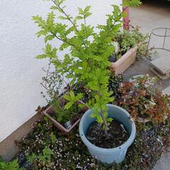 山椒の木の画像