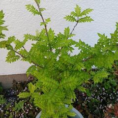 山椒の木の画像