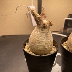 (売れました)①パキポディウムグラキリス　発根バキバキ【激安現地球】の画像