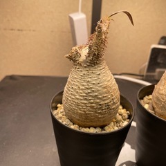 (売れました)①パキポディウムグラキリス　発根バキバキ【激安現地球】の画像