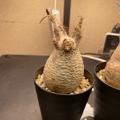 (売れました)①パキポディウムグラキリス　発根バキバキ【激安現地球】の画像