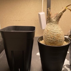 (売れました)①パキポディウムグラキリス　発根バキバキ【激安現地球】の画像