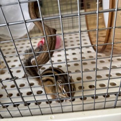 シマリス　1歳　名前はモカちゃん