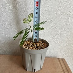 【観葉植物】エバーフレッシュ