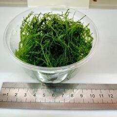 ウイローモス　水草　めだかの産卵床などに使っています！①の画像