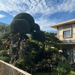 剪定、草刈り、伐採、等など！