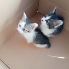 兄弟子猫の里親募集です