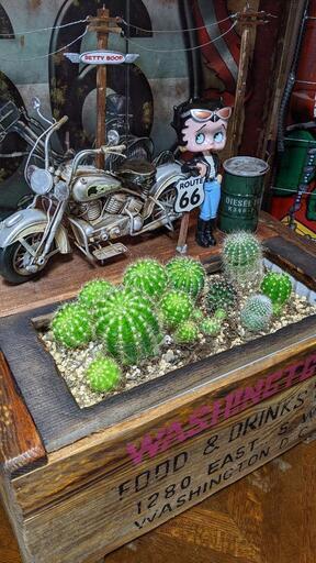 ベティーちゃん アメリカンガレージ プランター サボテン ディスプレイ