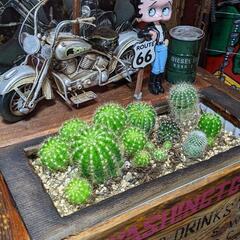 ベティーちゃん 
アメリカンガレージ プランター 
 サボテン ...