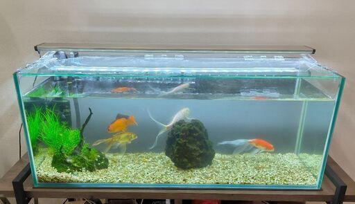 90センチ水槽セット（金魚、水槽台は含まれません） (さいさい