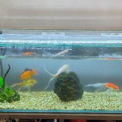 90センチ水槽セット（金魚、水槽台、砂利は含まれません）