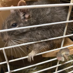 デグー　ブルー