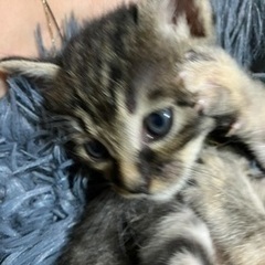 キジトラの兄妹