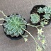 ランキングキーワードに紐づく投稿画像-多肉植物