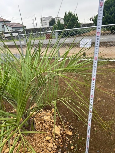 g0785kokosu.jpg