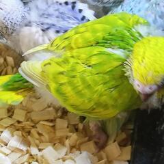 セキセイインコ　5/13 スパングルグリーン