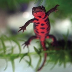 アカハライモリの画像