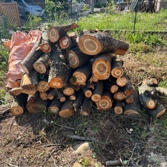 桜の枝、幹
