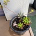 ランキングキーワードに紐づく投稿画像-多肉植物