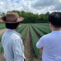 ネギの出荷作業(短期間)の画像