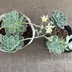 ランキングキーワードに紐づく投稿画像-多肉植物