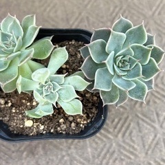 七福神　多肉植物　　抜き苗　5/14撮影の画像