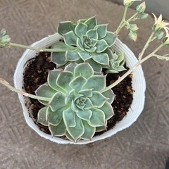 七福神　多肉植物　　抜き苗　5/14撮影の画像