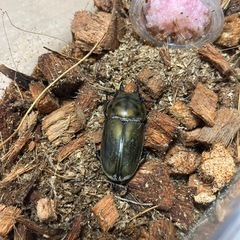 ババオウゴンオニクワガタ雌単品
の画像