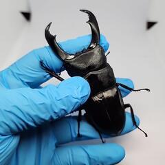 テイオウヒラタクワガタ♂️94mm♀️フリー　ペア