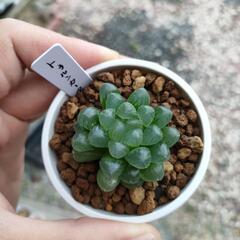 ハオルチア　トゥルンカータ