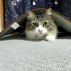 サバ白猫♂去勢済ちょっと大きめ　迷子になりました。