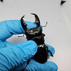 マナドヒラタクワガタ♂️70mm単品