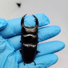 久留米産オオクワガタ♂️60mm UP♀️フリー　ペア