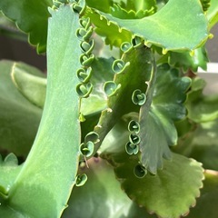 子宝草