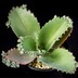 ランキングキーワードに紐づく投稿画像-多肉植物