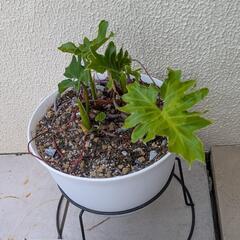 プランターのセローム/観葉植物ガーデニング園芸