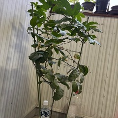 パッションフルーツ苗ビッグサイズ