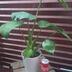 ランキングキーワードに紐づく投稿画像-観葉植物