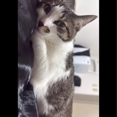 一才のメス猫