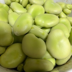 和歌山県産　そら豆　1キロ