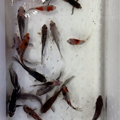金魚長物各種