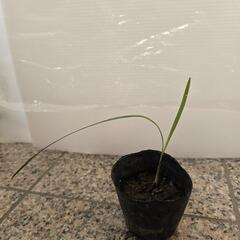 ココスヤシの画像