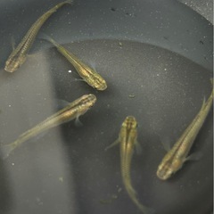 リュウキュウメダカの画像