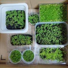 ニューラージパールグラスの浮島 | あくある～む417ブログのお部屋
