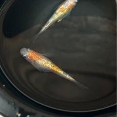 王華の画像
