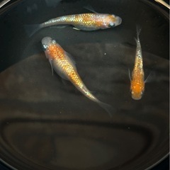 王華の画像